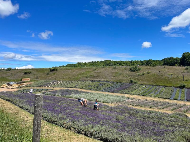 Lavender Varieties In Focus
