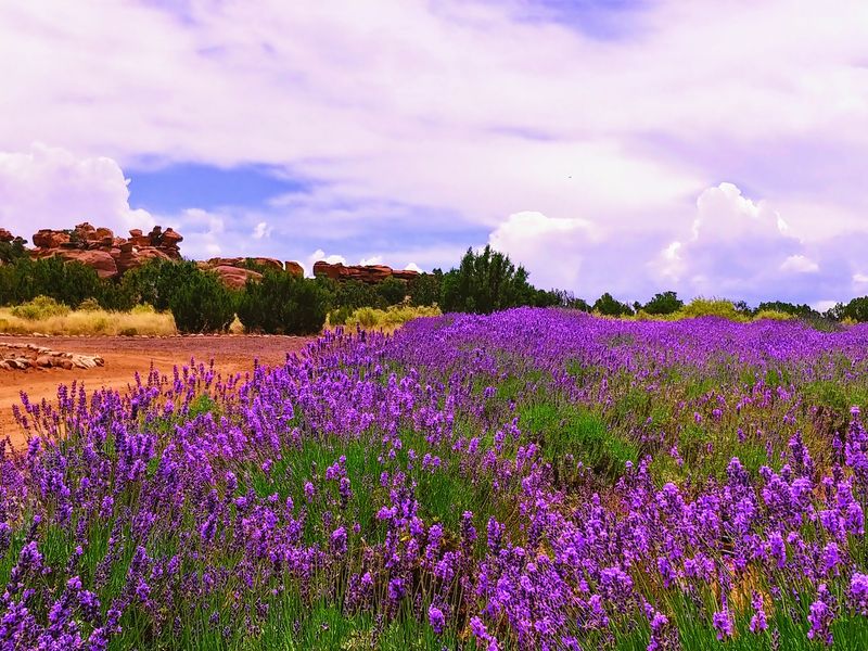 A Purple Surprise in Concho's High Country