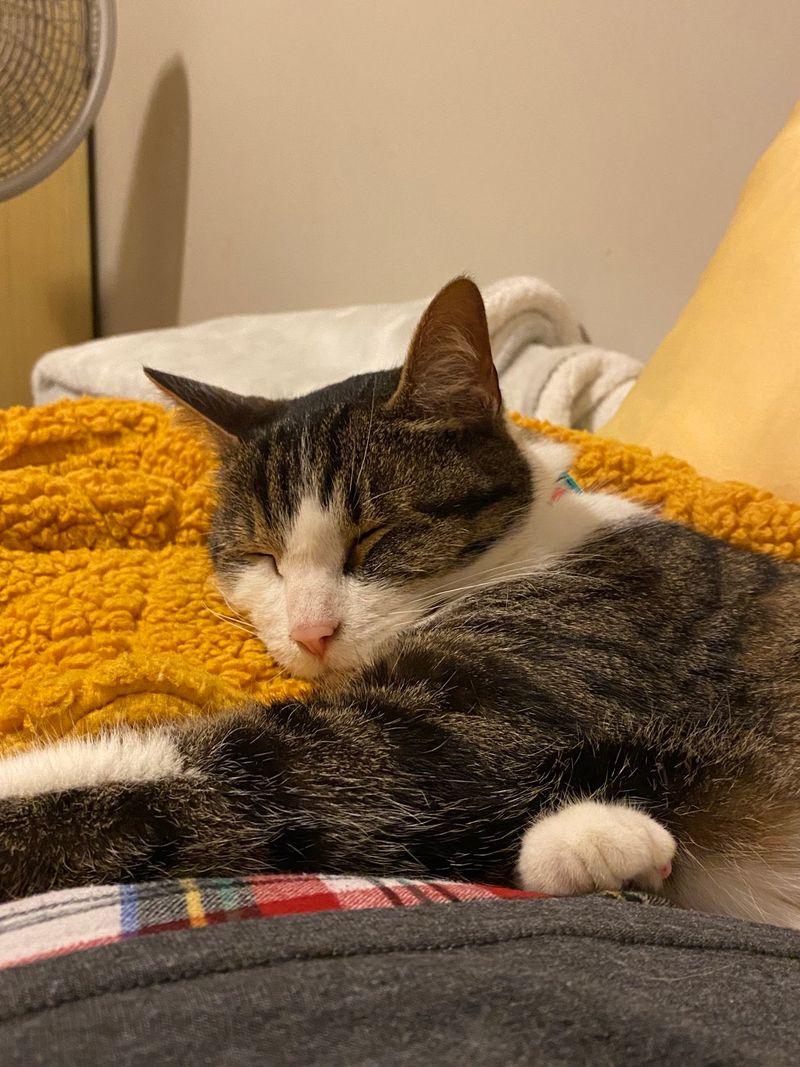 A Purring, Peaceful Hangout For Every Generation