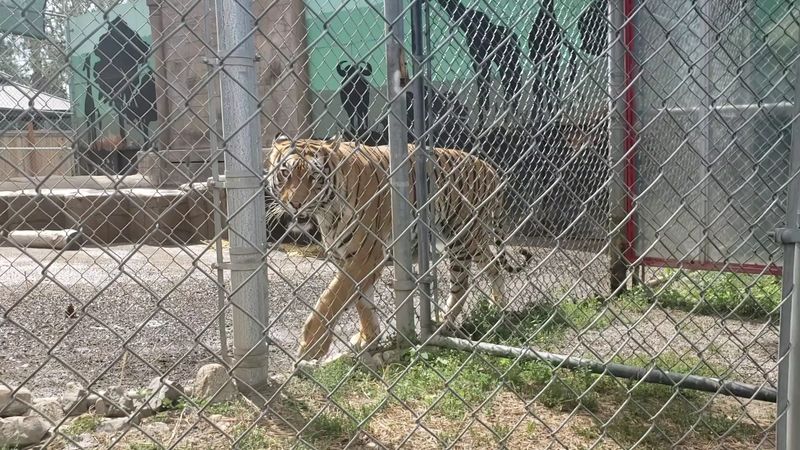 A Quick, Kid-Friendly Wildlife Encounter