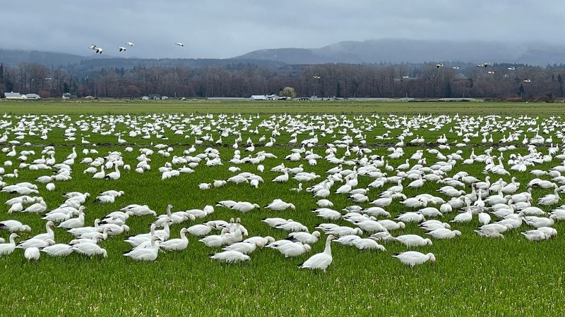 A Quiet Corner of the Skagit Valley