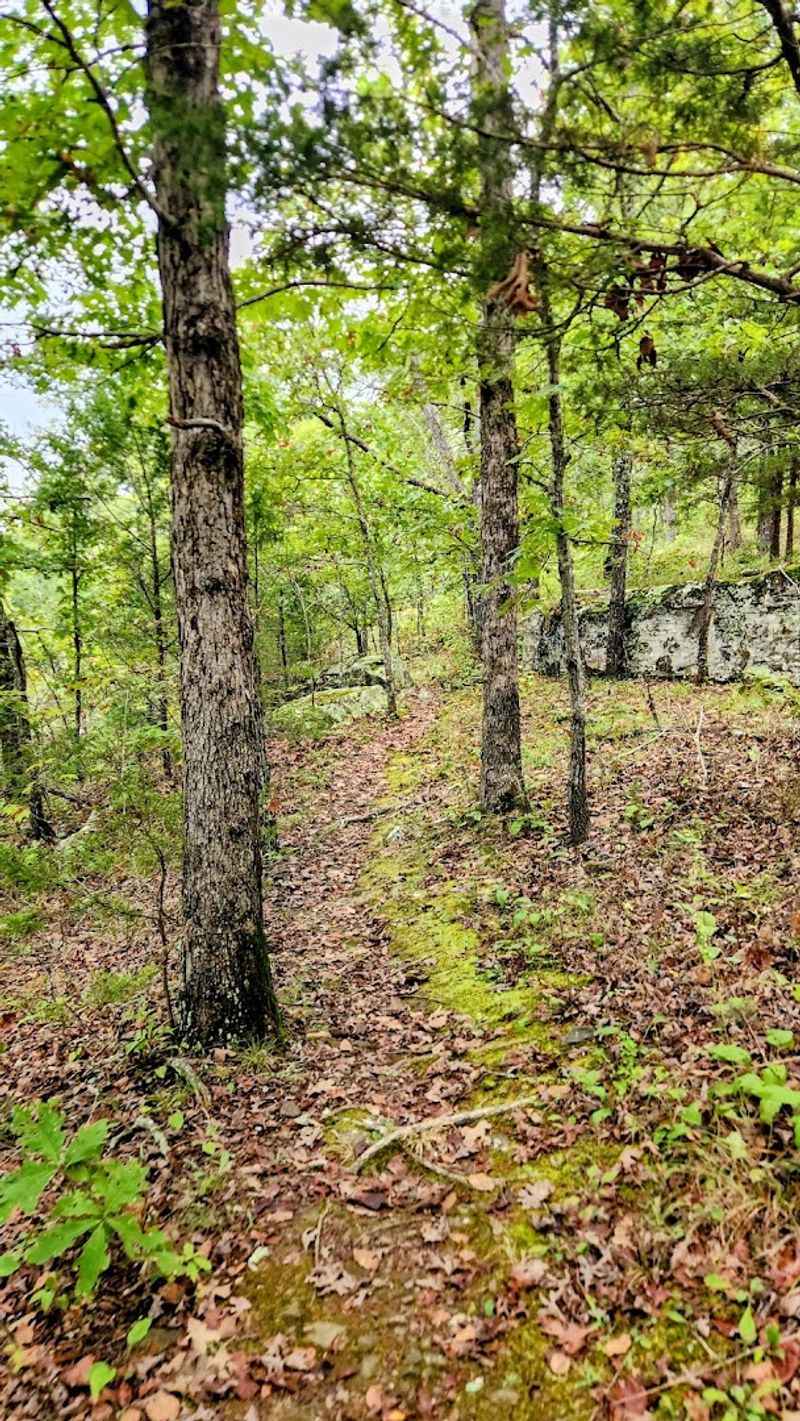 A Quiet Forest Pathway Through The Ozarks