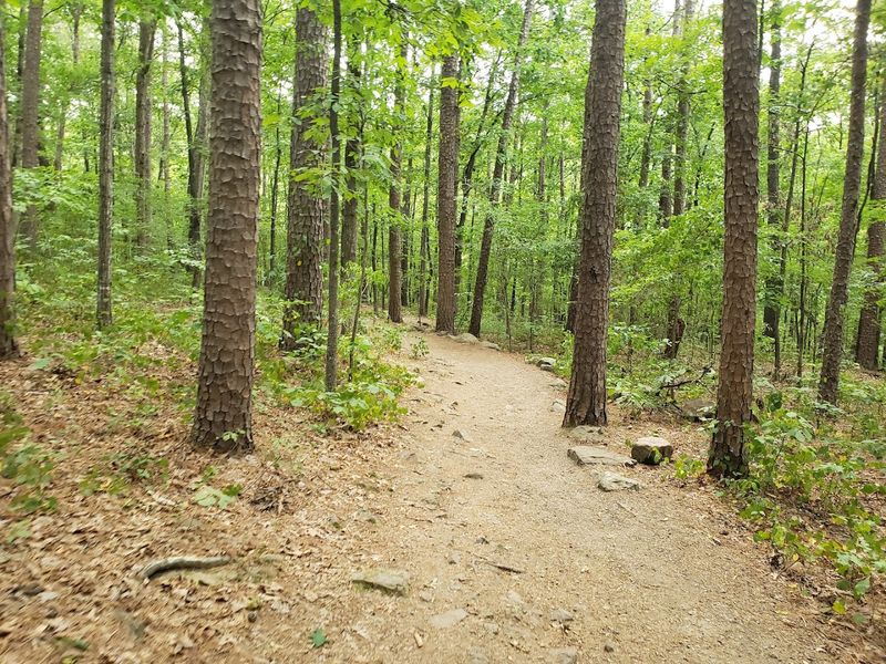 A Quiet Path Beneath The Trees