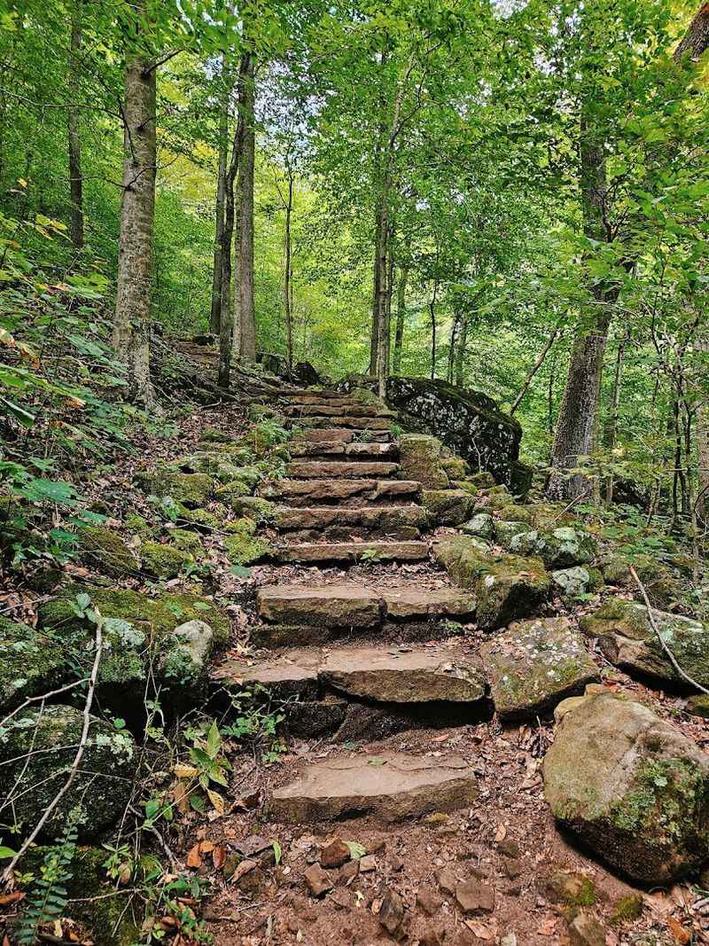 Forested Steps That Slowly Reveal Something Unusual