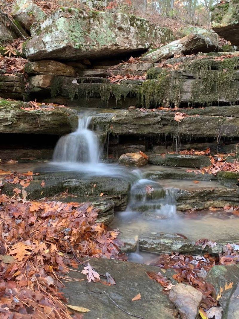 A Quiet Path Into The Ozark Woods