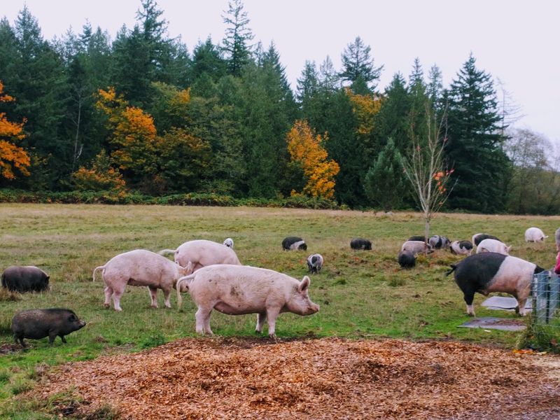 A Quiet Refuge in the Fields of Stanwood