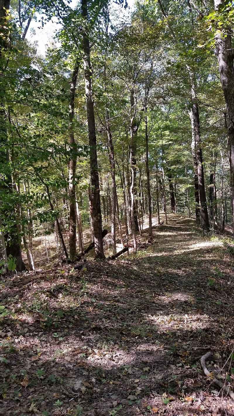 A Quiet State Forest In The Hills Of Southern Illinois
