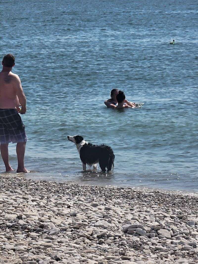 Bringing Your Dog Along For The Visit