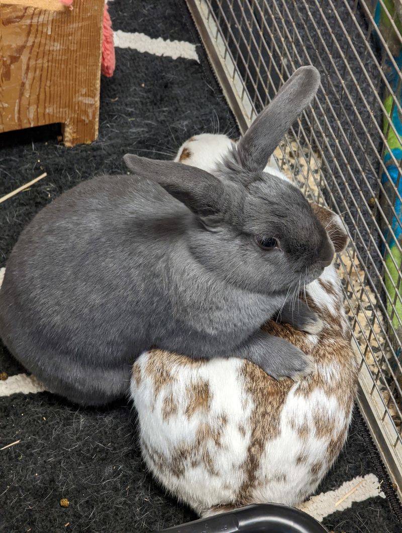 A Rabbit Sanctuary Off Ray Nash Drive A Rabbit Sanctuary Off Ray Nash Drive