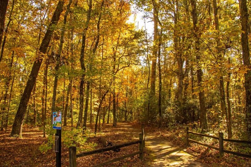 Alligators Patrol These Waters Year-Round