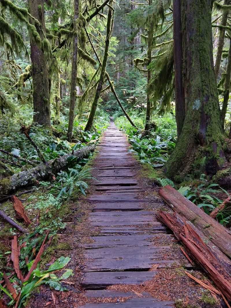 A Rare Inland Rainforest You Can Actually Reach