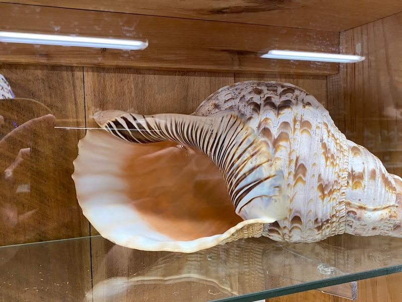 A Rare Seashell Treasure