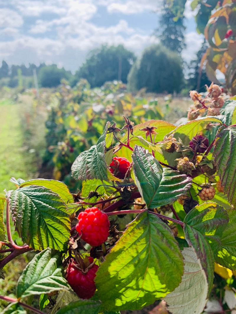 A Raspberry Patch From 1978 Grew Into All This