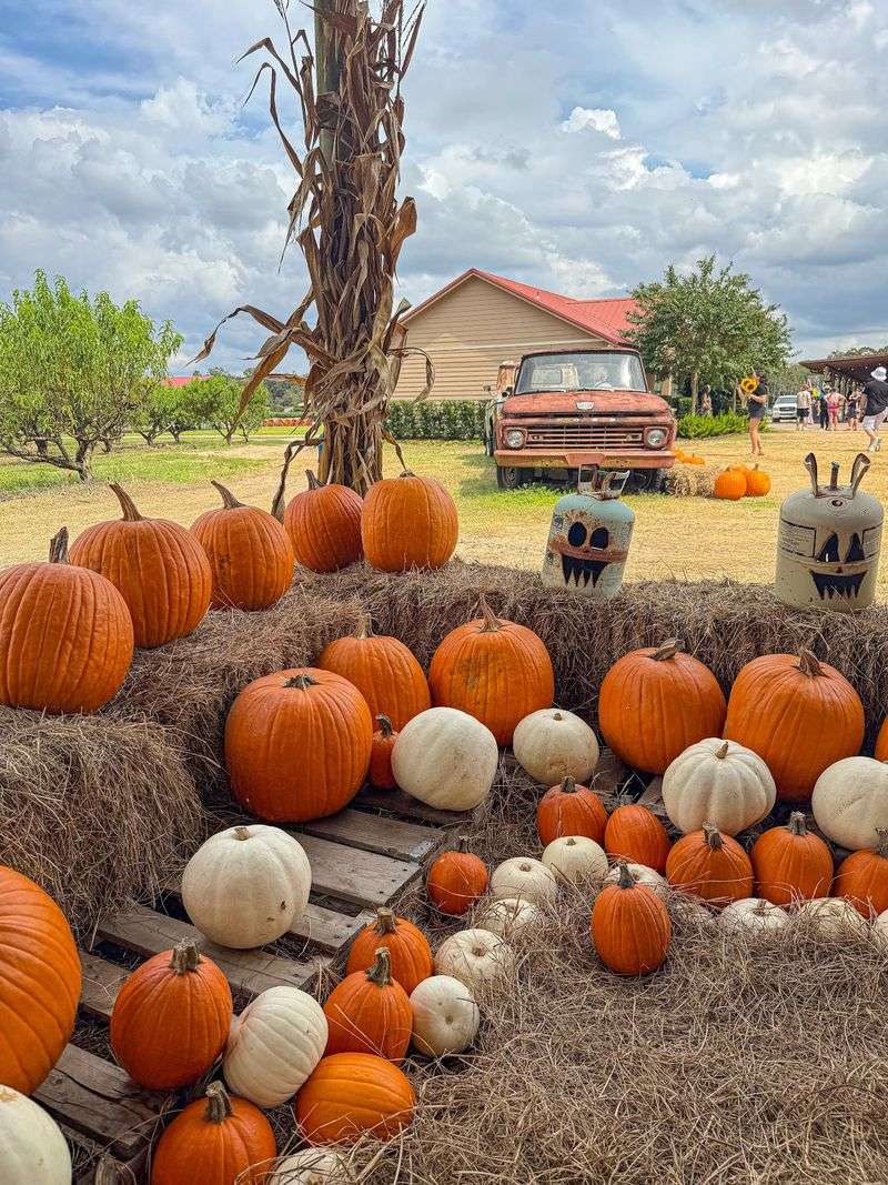 A Real Autumn Moment In The Sunshine State