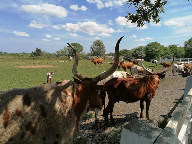 A Real Bison Herd In The Florida Flatlands