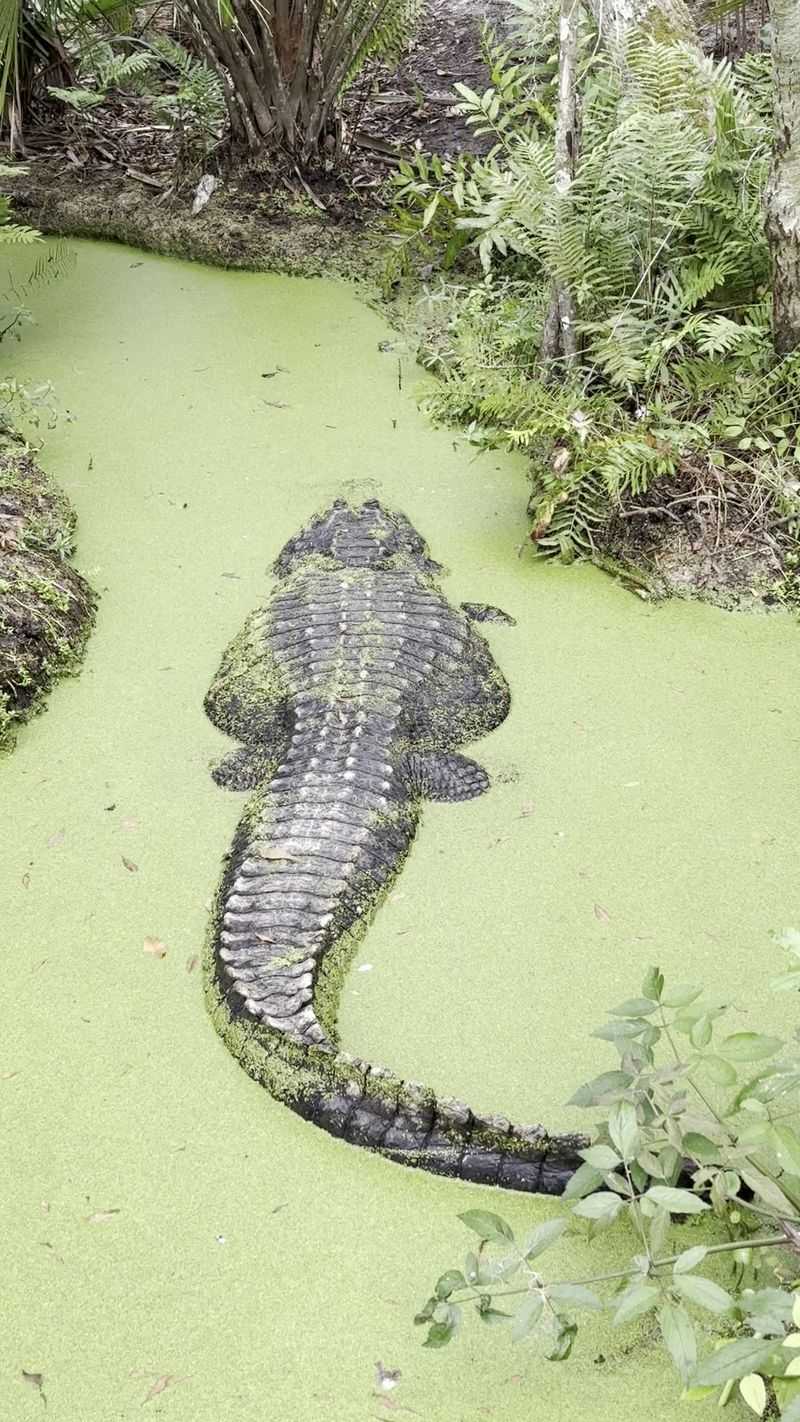 A Real Florida Setting Near The Town Of Christmas