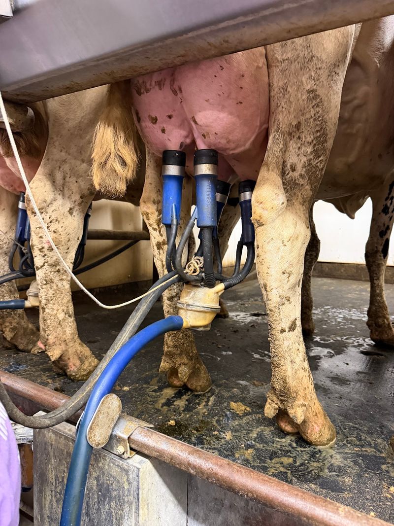A Real Lesson in Modern Dairy Farming