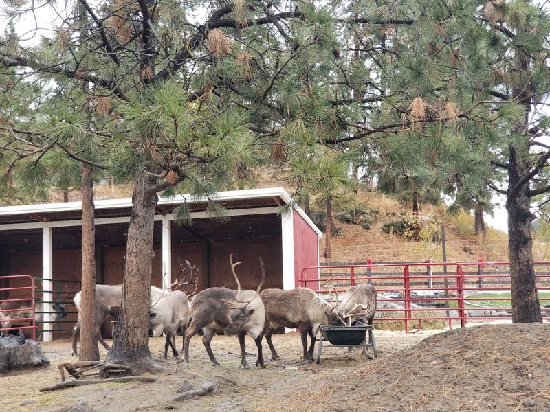 A Real Reindeer Herd Just Outside Bavarian Leavenworth