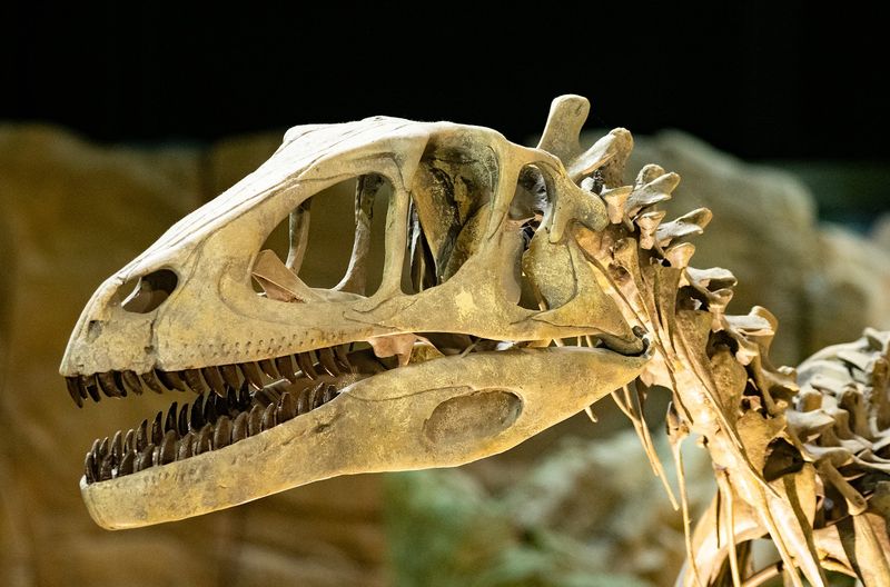 A Reptile Room Full Of Living, Scaly Surprises