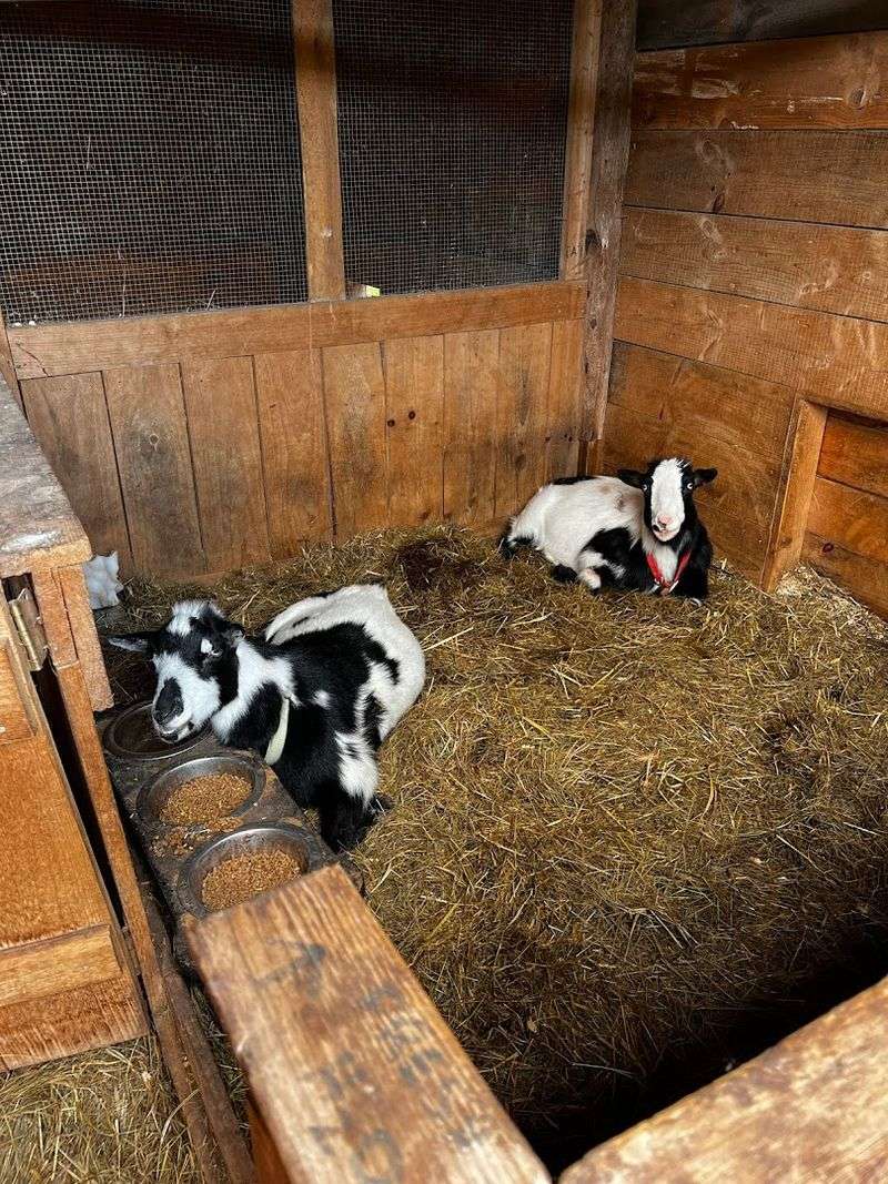 A Rescue Animal Sanctuary That Adds Heart To The Visit
