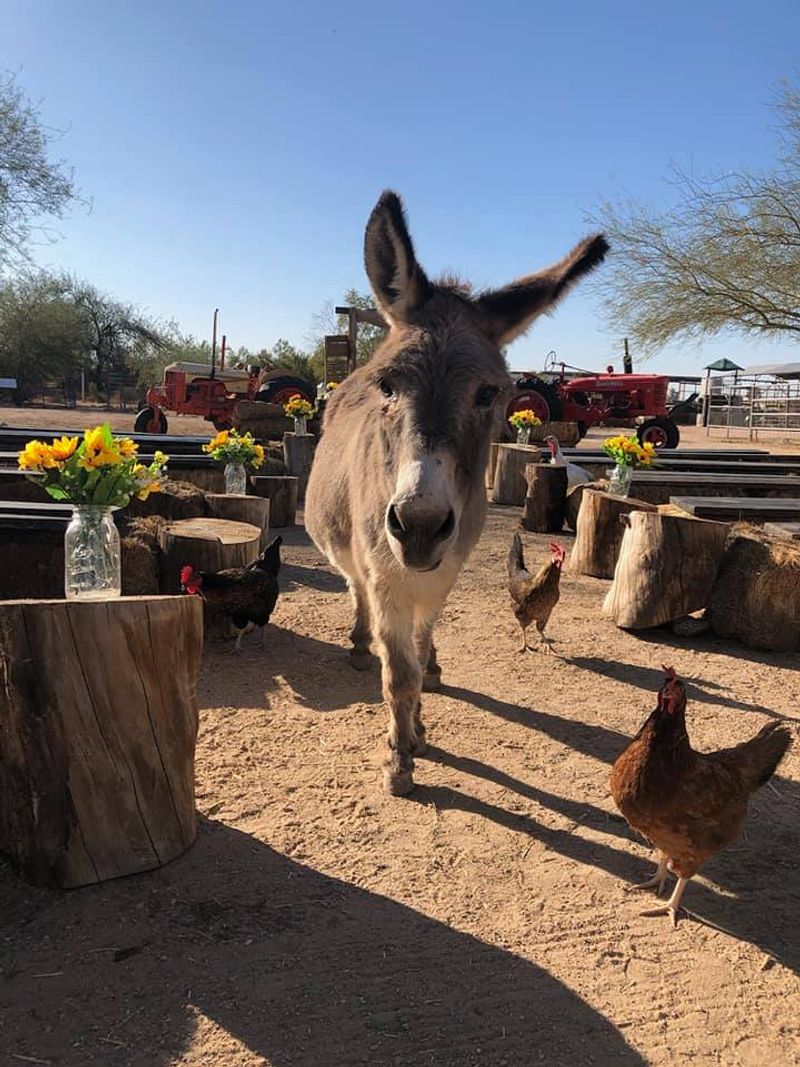 A Rescue Farm Sitting Right On The Edge Of Mesa