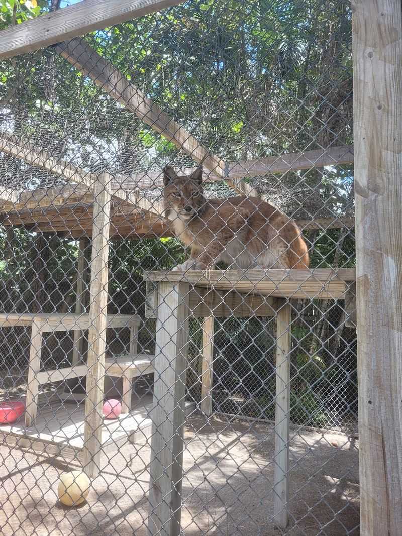 A Rescue Home For Over 170 Animals