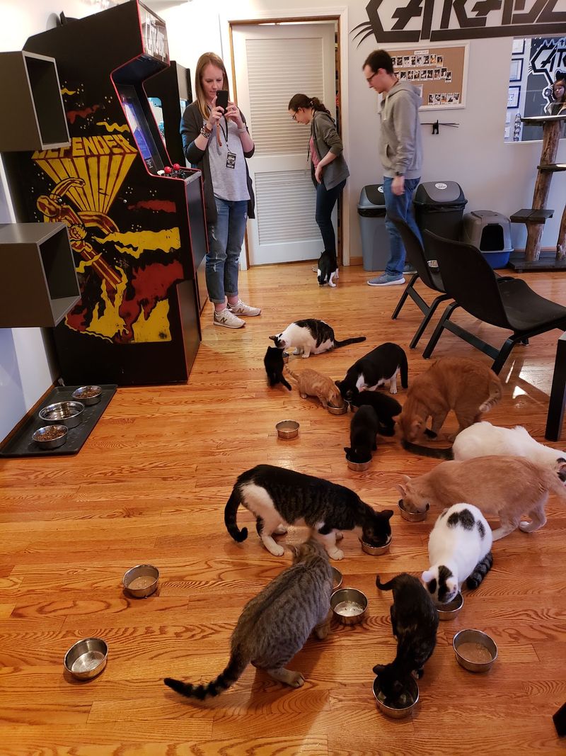 A Rescue Lounge On Chicago's Belmont Avenue