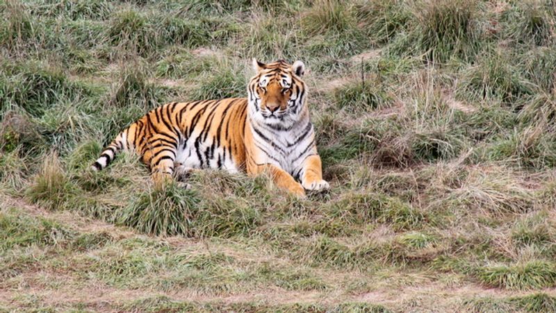 A Rescue Story That Started In 1980