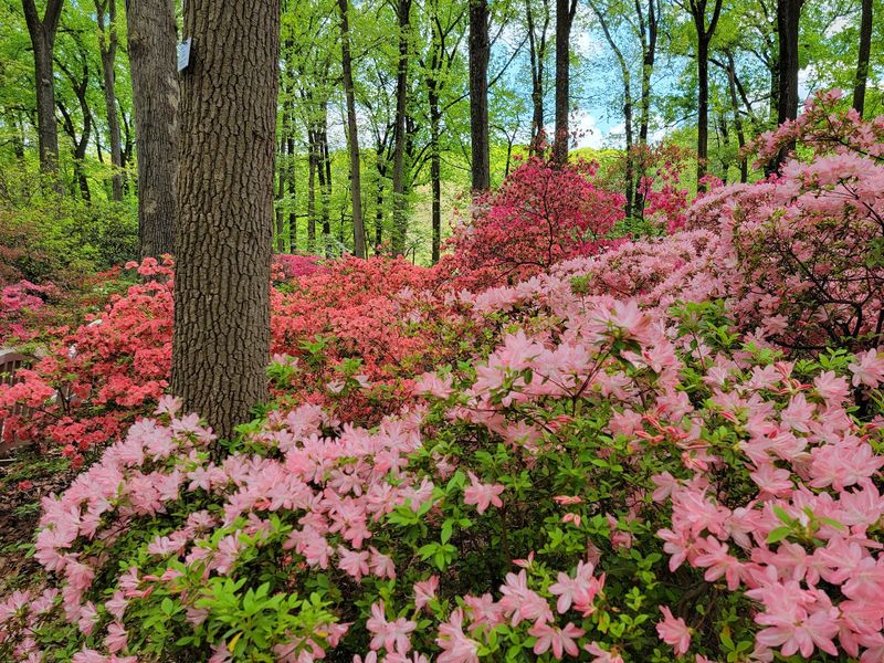 A Rhododendron Collection That Ranks Among the Best
