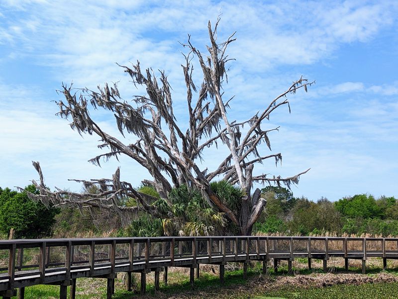 Micanopy Charm After The Ride