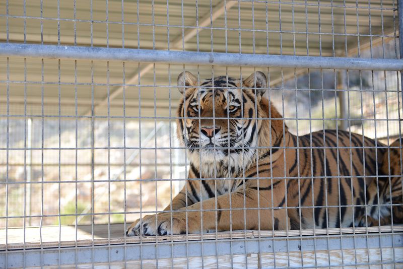 A Route 66 Sanctuary Where Rescued Big Cats Finally Get Some Peace