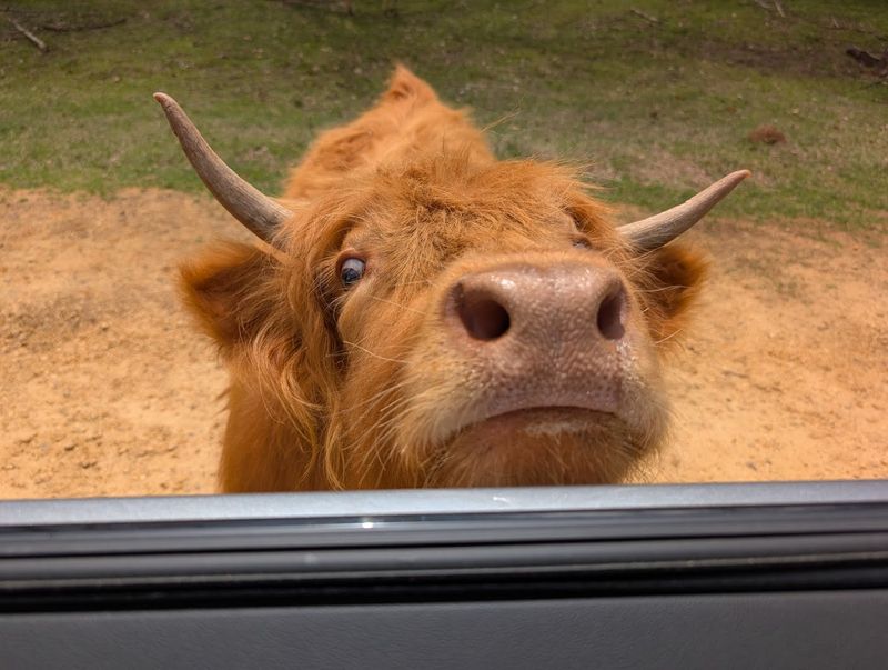 The Quiet Magic Of Being Present With Wildlife