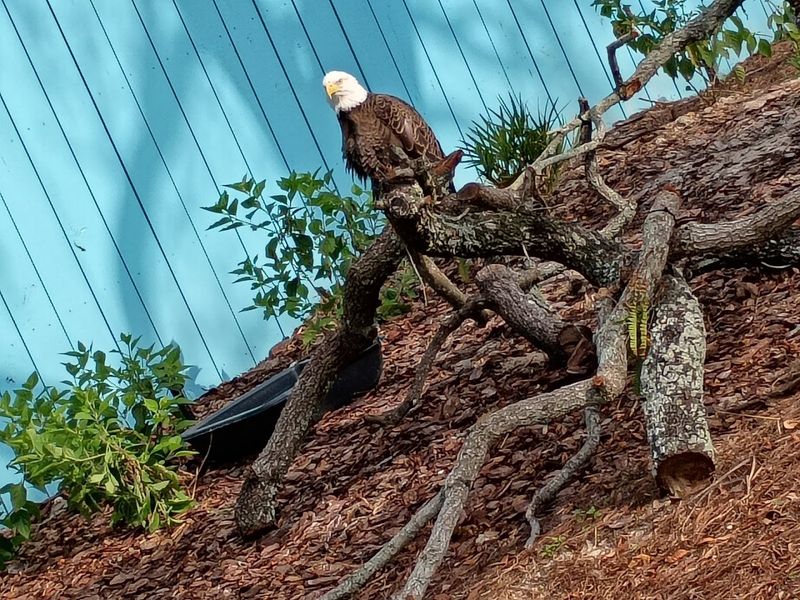 Orangutan Encounters That Feel Almost Uncomfortably Close