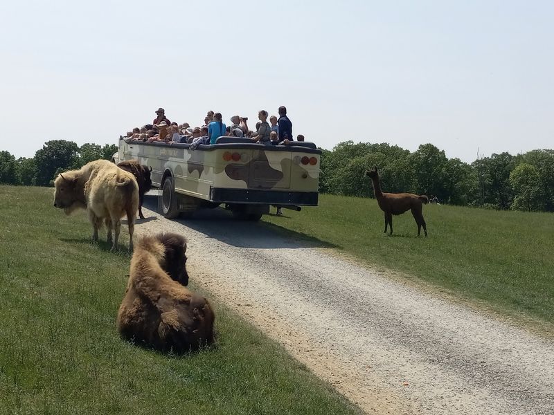 A Safari Ride Through 150 Acres Of Roaming Animals