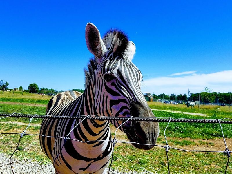 A Safari Right In Your Own Backyard A Safari Right In Your Own Backyard