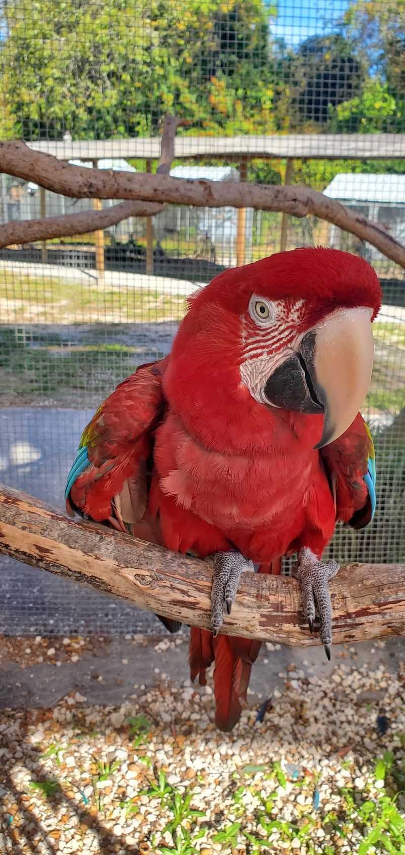 A Safe Forever Home For Surrendered Pets