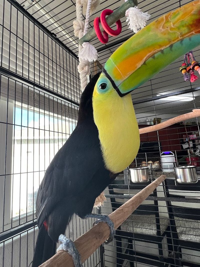A Safe Haven For Surrendered Birds
