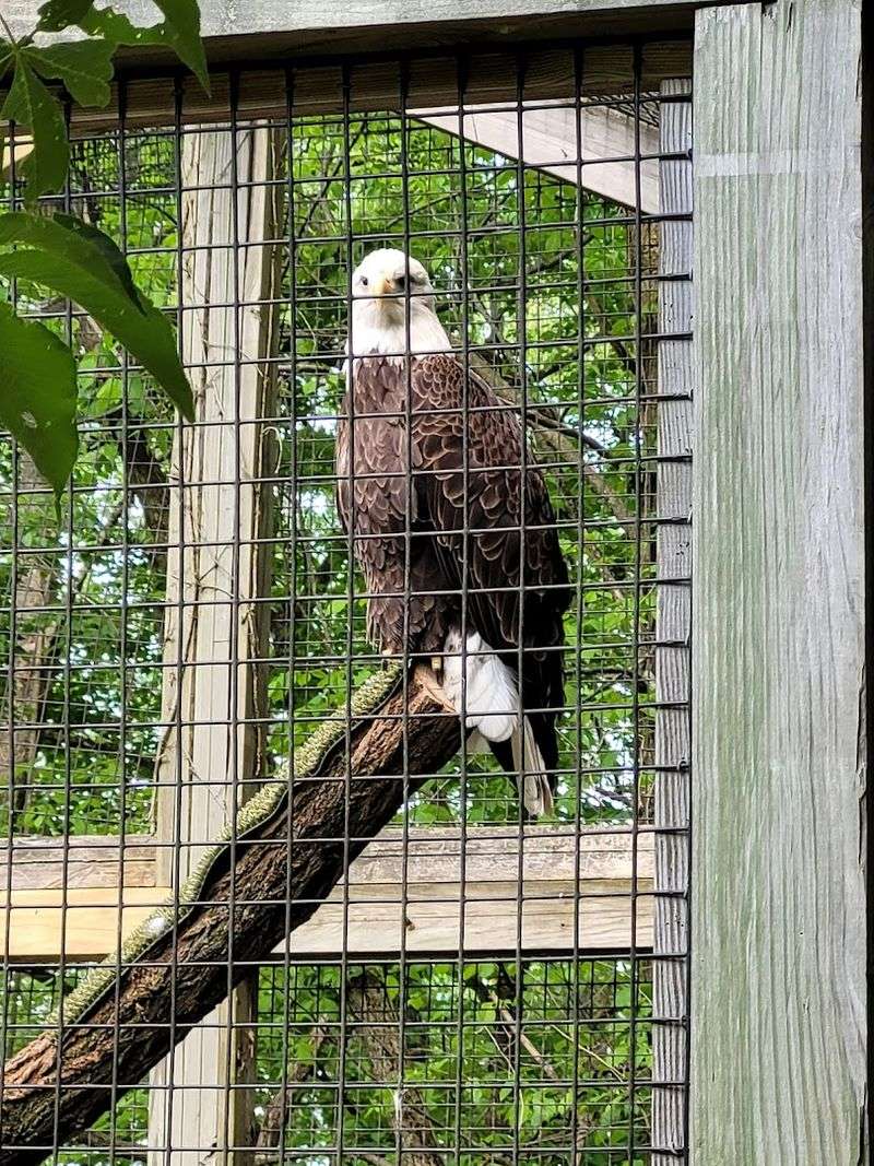 Meeting the Majestic Raptors