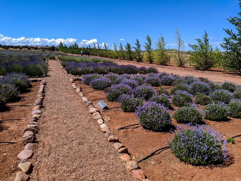 Perfect for Photos and Special Occasions