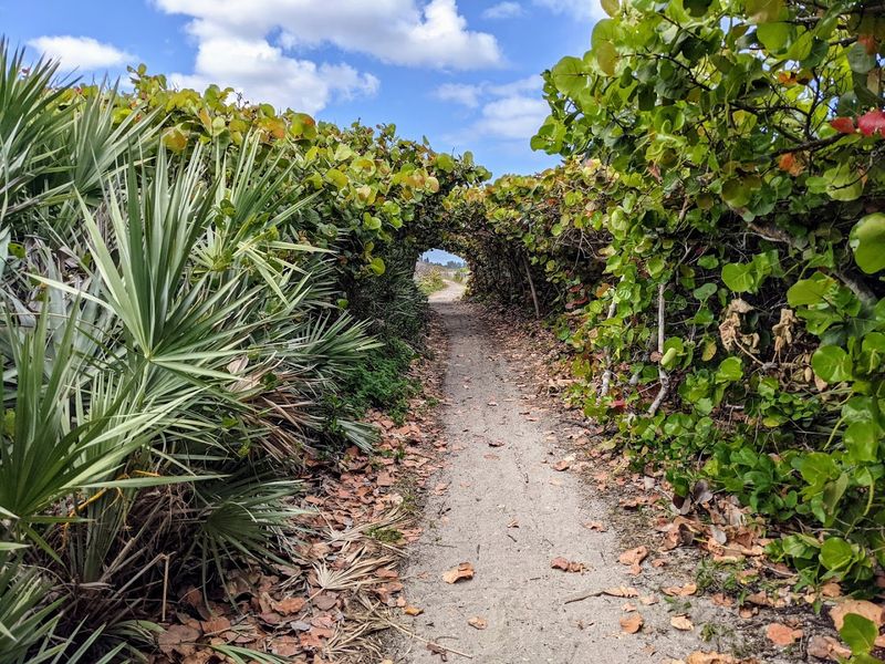 A Sea Grape Tree Tunnel Creates One Of Florida's Most Scenic Trails A Sea Grape Tree Tunnel Creates One Of Florida's Most Scenic Trails