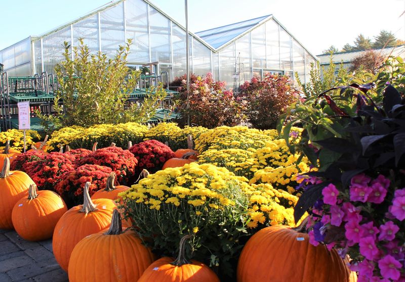 A Sea Of 40,000 Fall Mums A Sea Of 40,000 Fall Mums