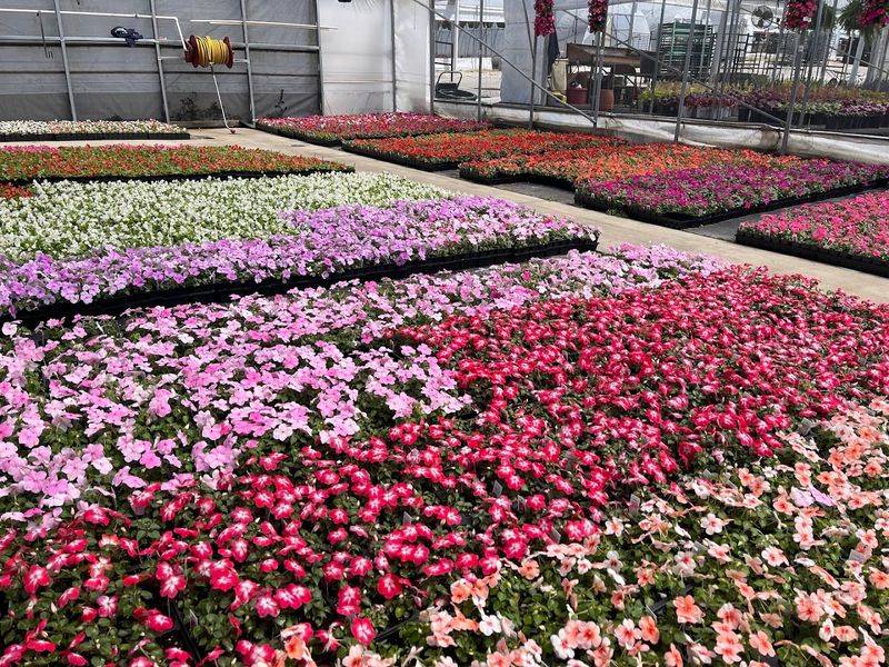 A Sea Of Blooms Beneath The Roof