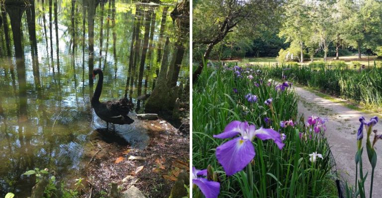A Sea Of Irises And Every Species Of Swan Awaits At This Enchanting South Carolina Lake