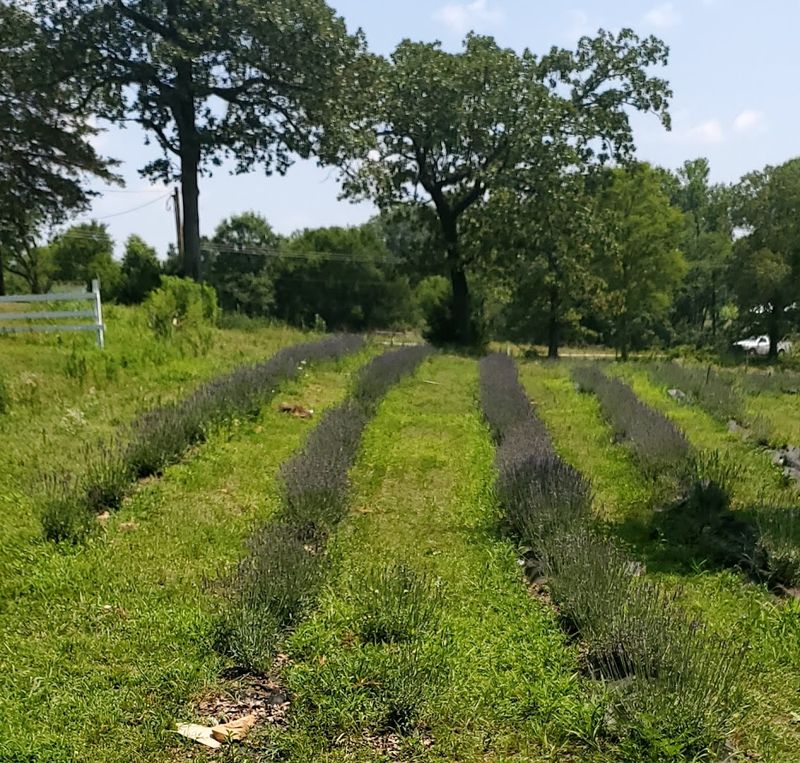 Fragrant Rows That Glow In The Sun