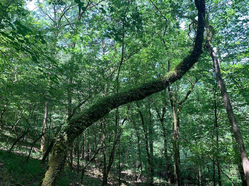 A Secret Stretch Of Summer Green