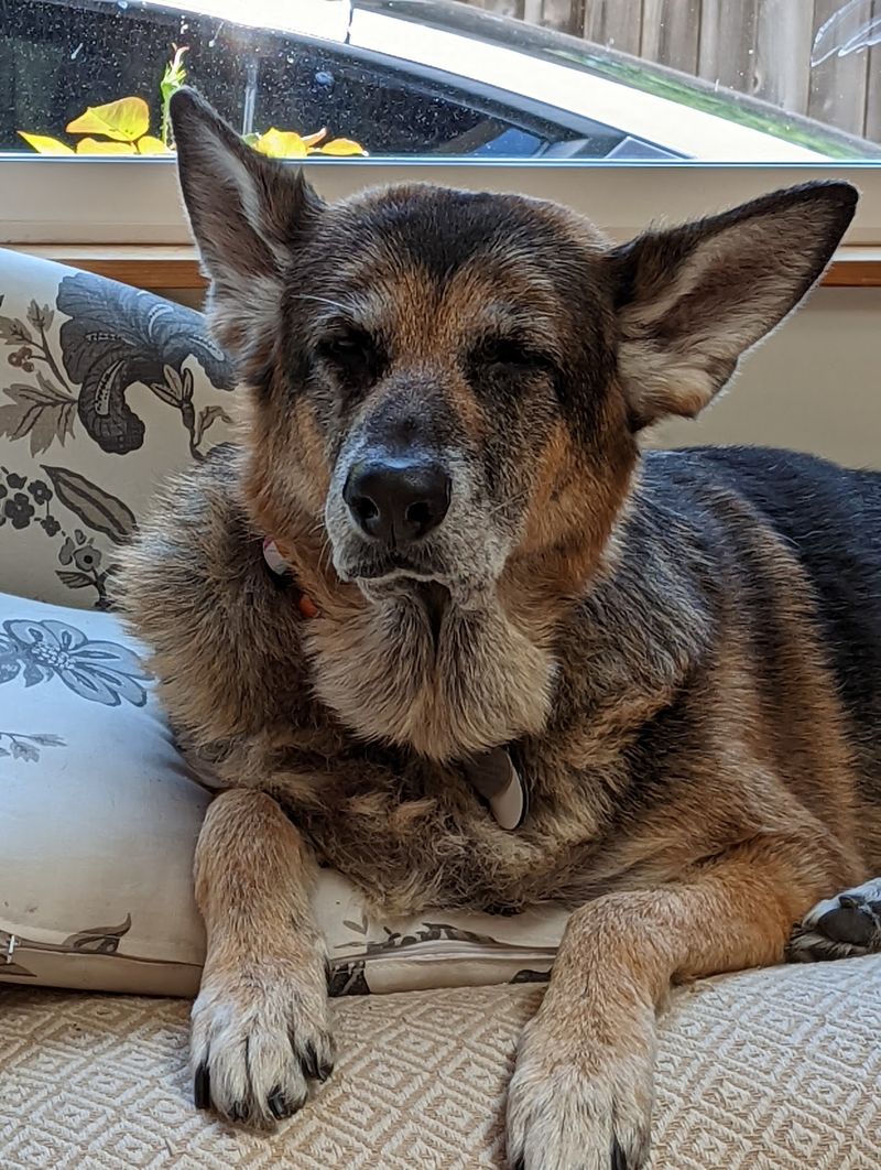 A Senior Dog Rescue Rooted in Kittitas County A Senior Dog Rescue Rooted in Kittitas County