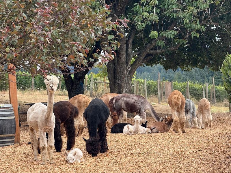 Why This Farm Belongs On Your Oregon Bucket List