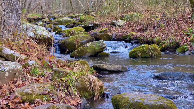 A Shaded Creekside Escape
