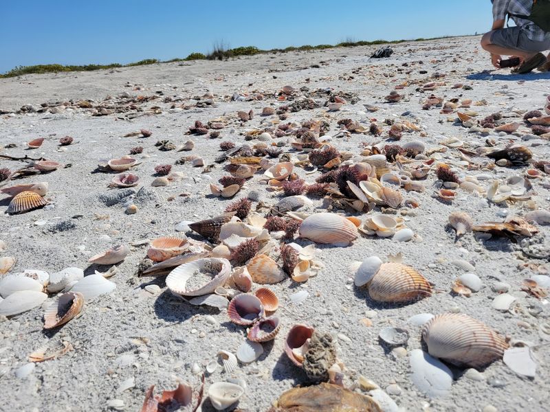 A Shell Collector's Dream Come True A Shell Collector's Dream Come True