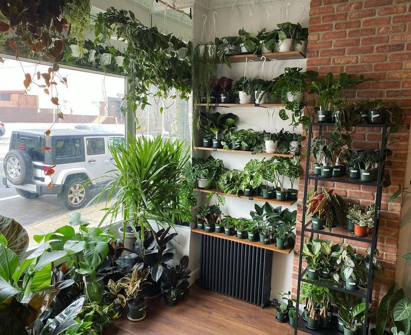 Rare Plants at Prices That Actually Make Sense